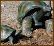 Tortoise Group