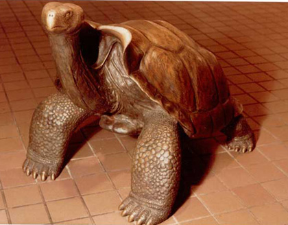 Espanola Tortoise