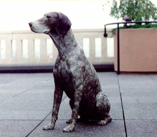 Germanshorthaired Pointer