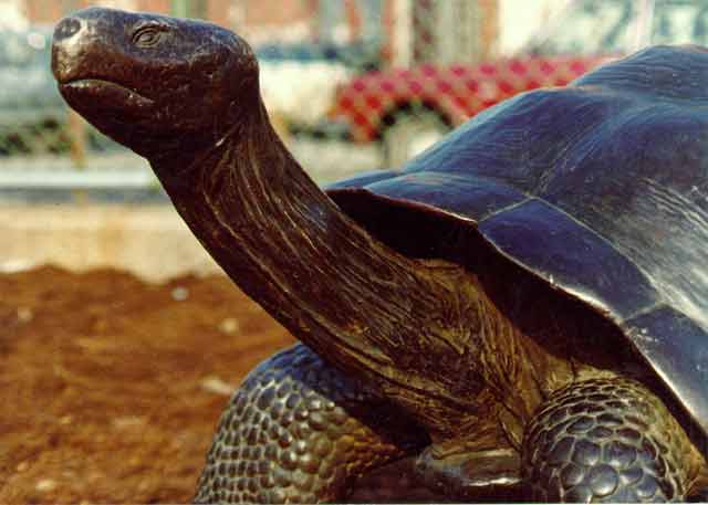 Galapagos Tortoise